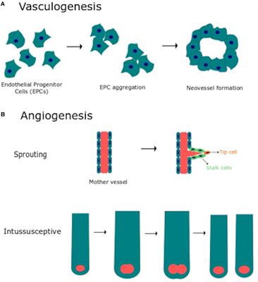 Endothelial Transient Receptor Potential Channels and Vascular Remodeling: Extracellular Ca2 + Entry for Angiogenesis, Arteriogenesis and Vasculogenesis